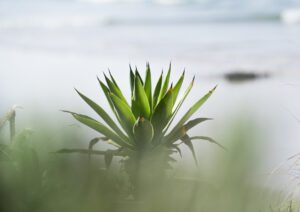 Growth