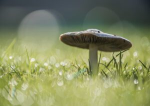 Mushie