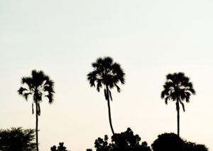 Palms