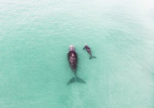 Calf & Mother