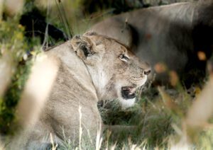 Lioness