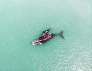Mother & Calf