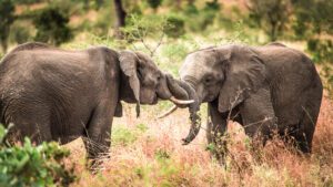 Playing Ellies